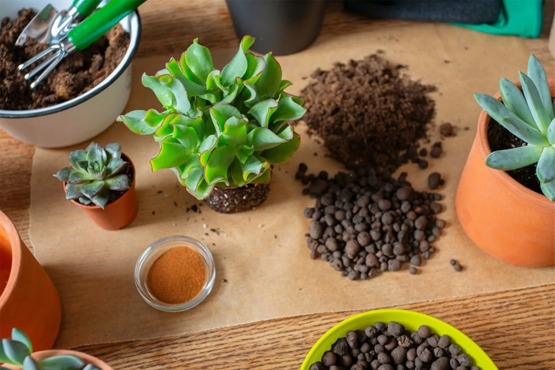 Cinnamon in Soil Cinnamon in Soil