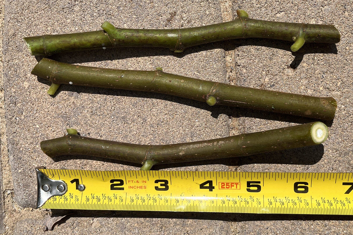 Cutting Too Much or Too Little Cutting Too Much or Too Little