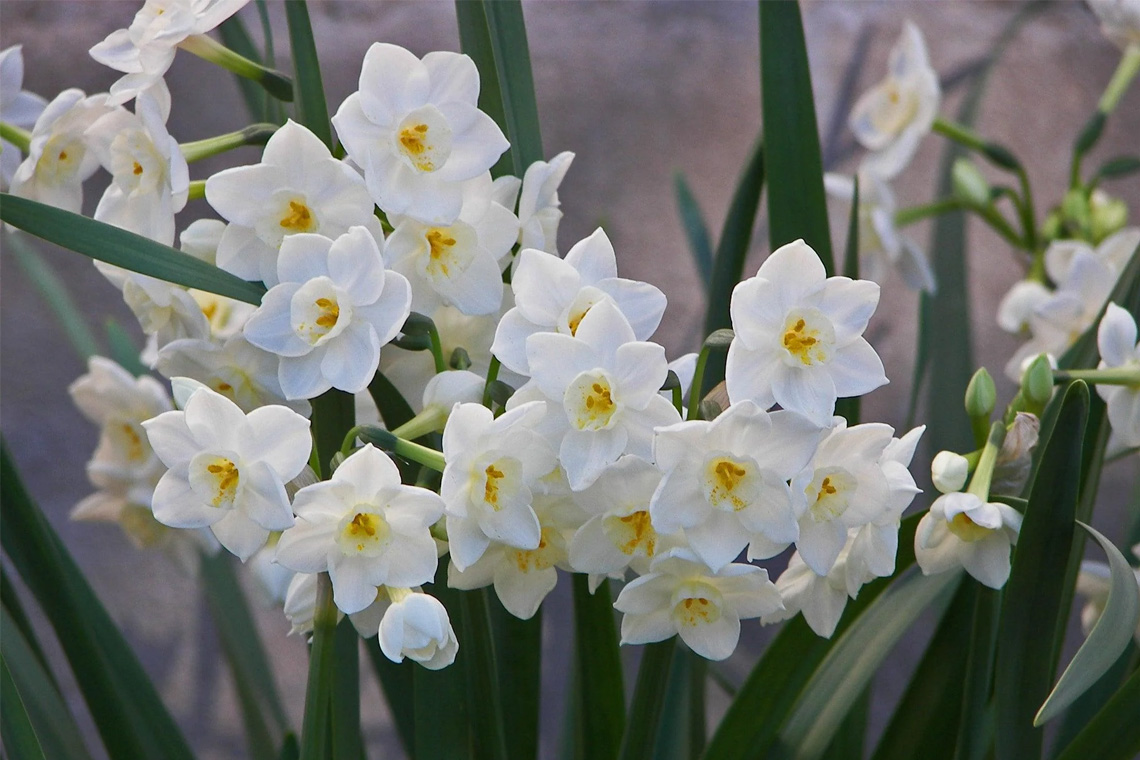 Daffodils (Narcissus) Daffodils (Narcissus)