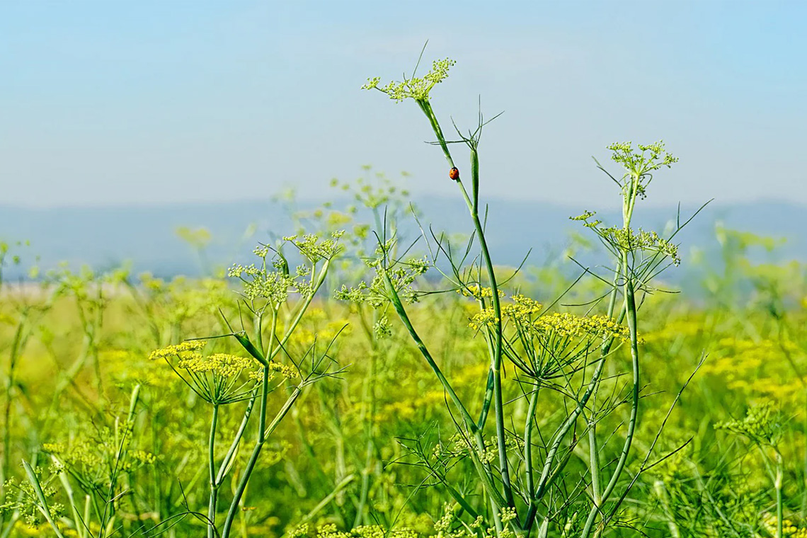 Fennel (Foeniculum vulgare) Fennel (Foeniculum vulgare)