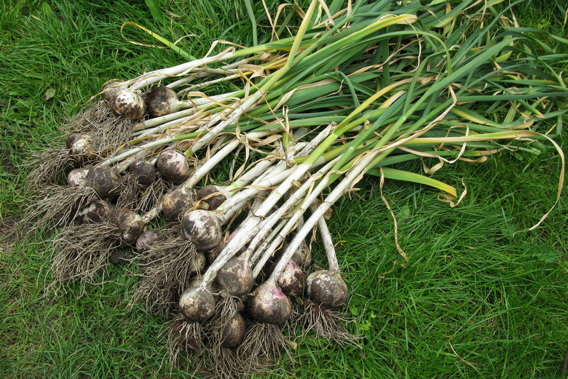 Garlic (Allium sativum) Garlic (Allium sativum)