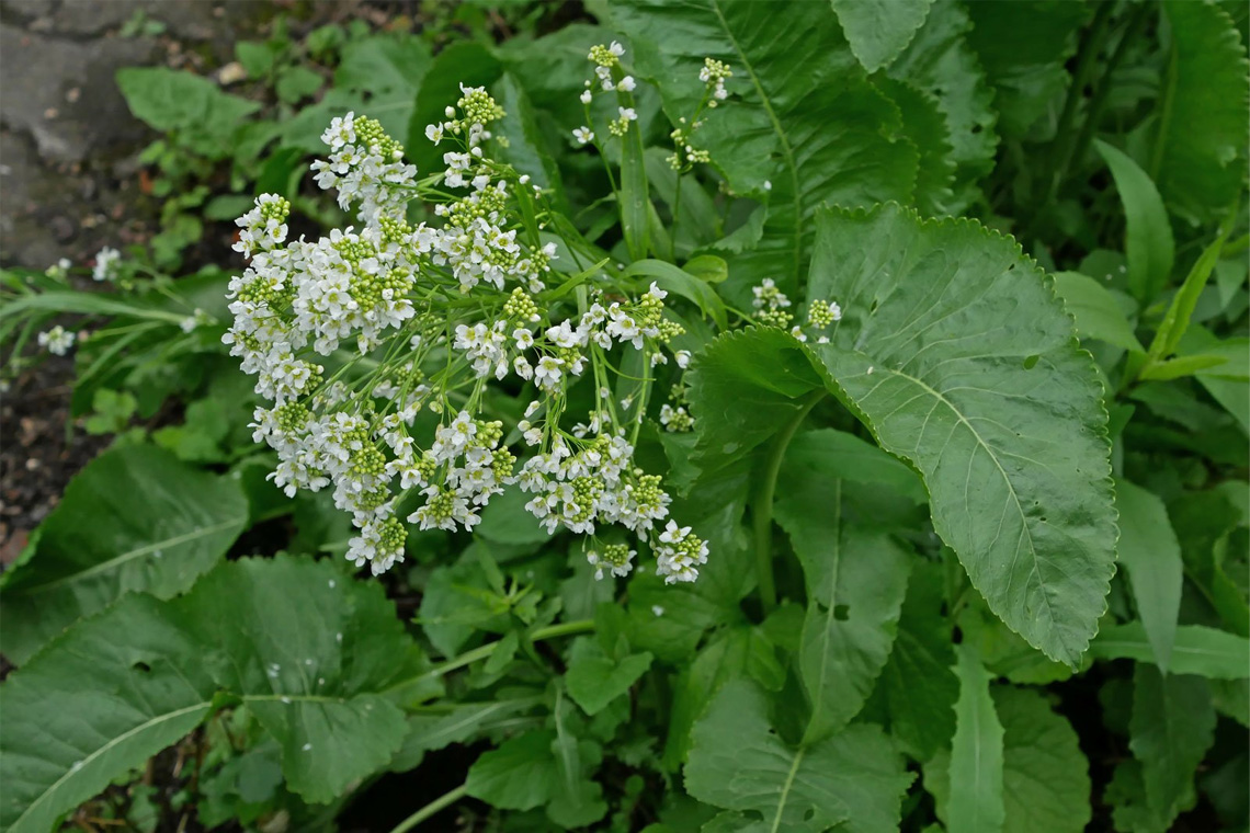 Horseradish (Armoracia rusticana) Horseradish (Armoracia rusticana)