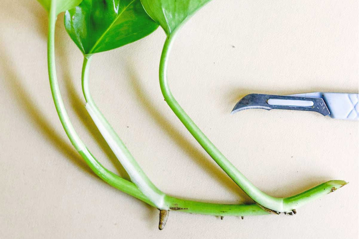 How to Propagate Pothos Cuttings How-to-Propagate-Pothos-Cuttings