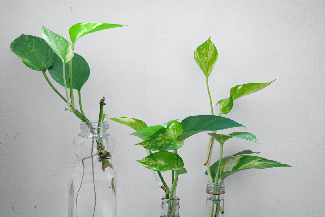 How to propagate pothos in water1 How to propagate pothos in water1