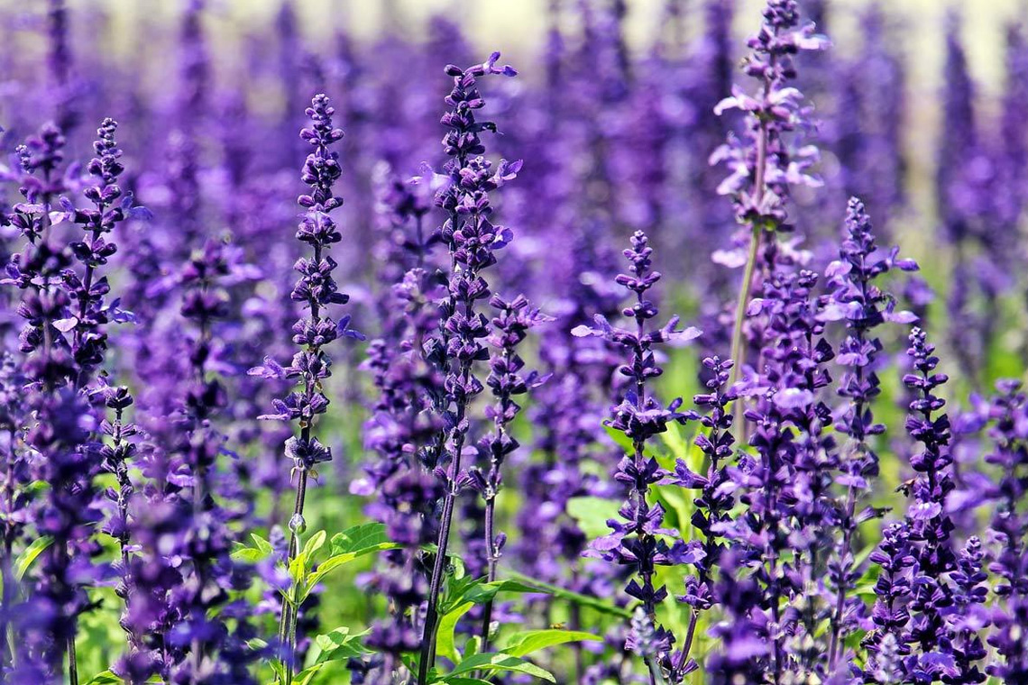 Lavender (Lavandula) Lavender (Lavandula)