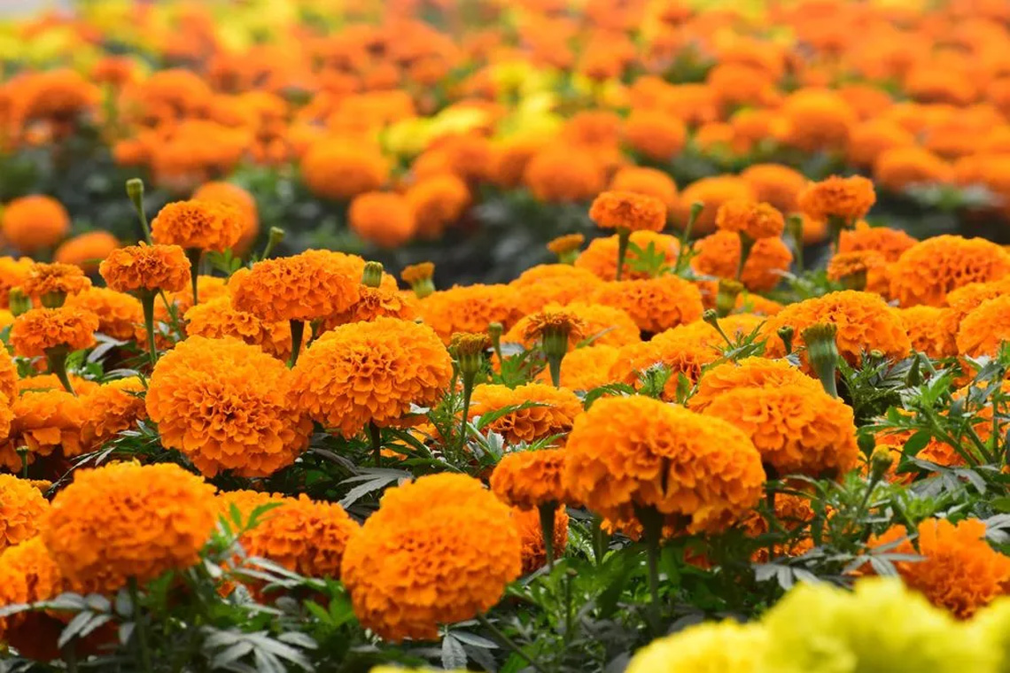 Marigolds (Tagetes) Marigolds (Tagetes)