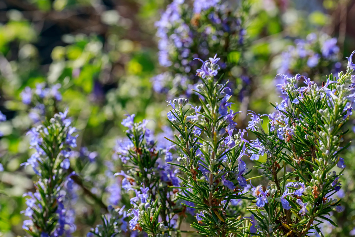 Rosemary (Rosmarinus officinalis) Rosemary (Rosmarinus officinalis)