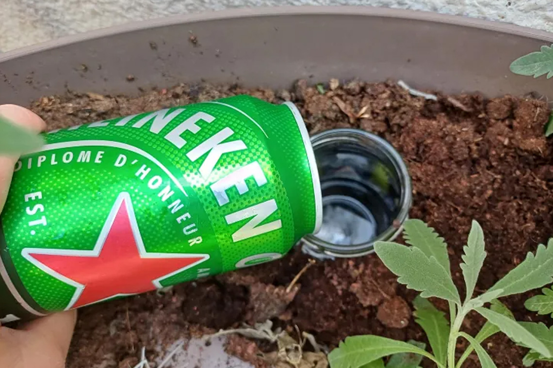 why beer How to Make a Beer Trap for Slugs: why beer