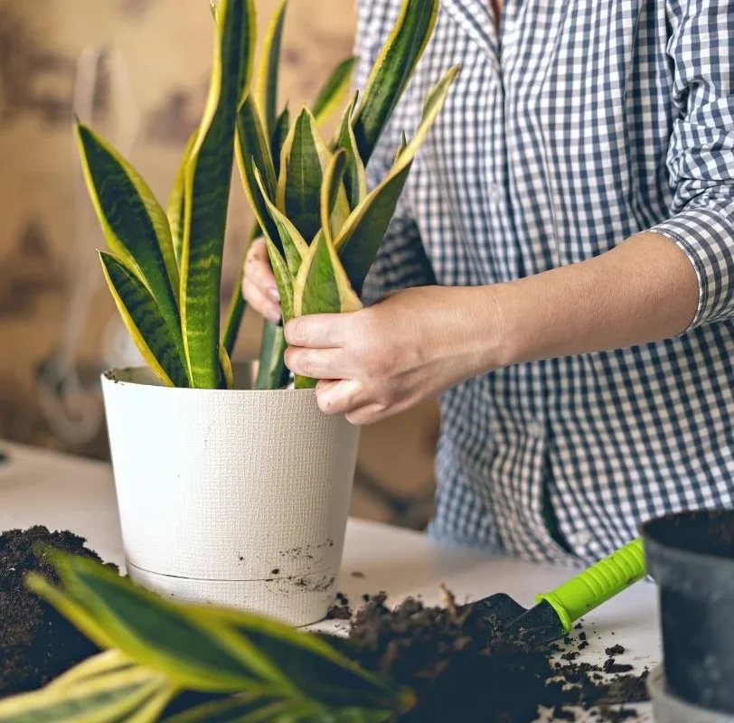 FEATURED-IMAGE-best-soil-for-snake-plant