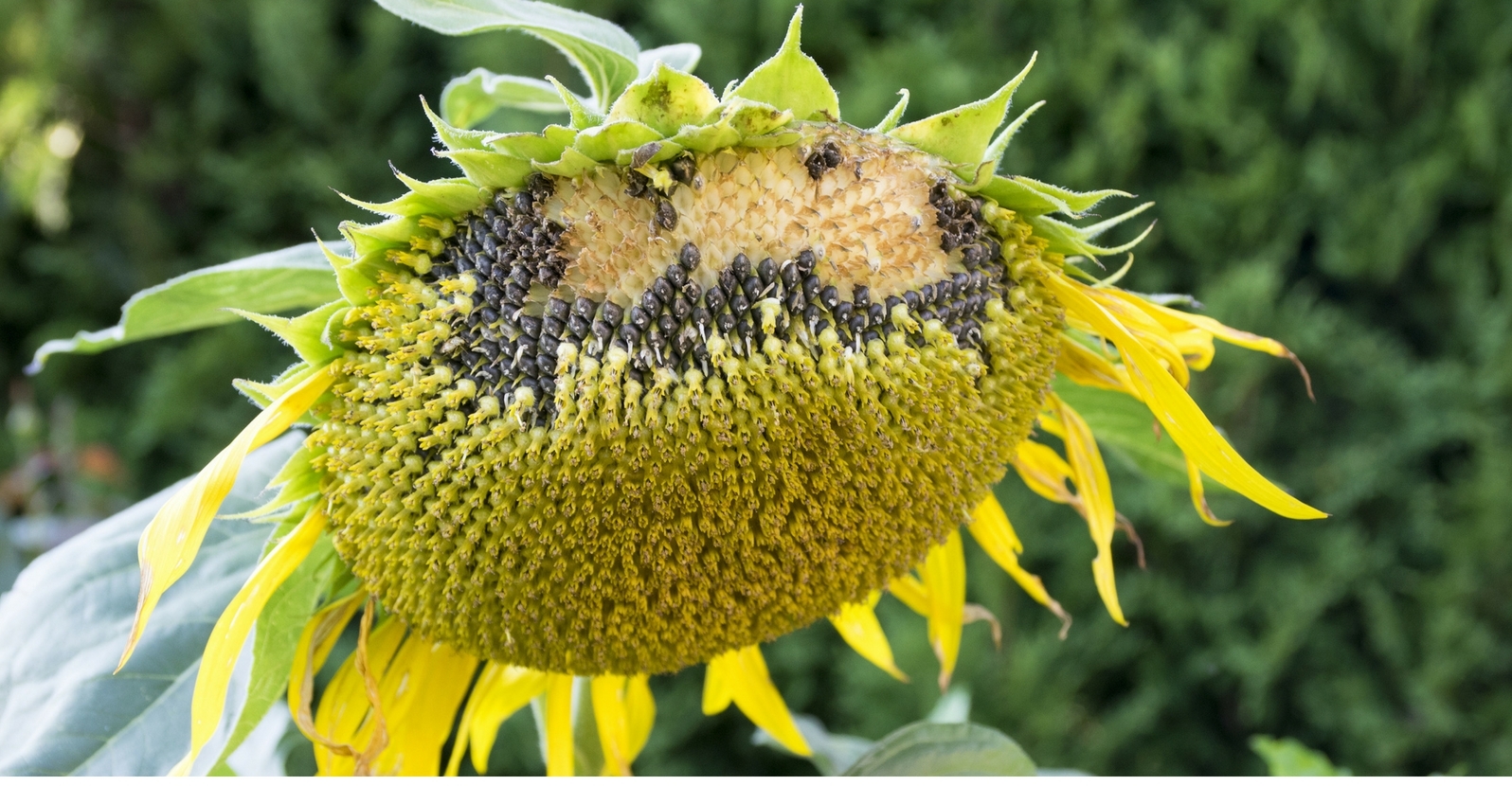 how to harvest sunflower seeds2