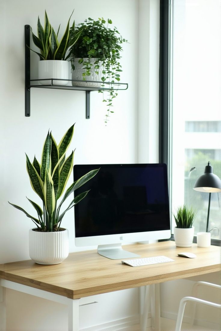 snake plant inHome Office or Workspace