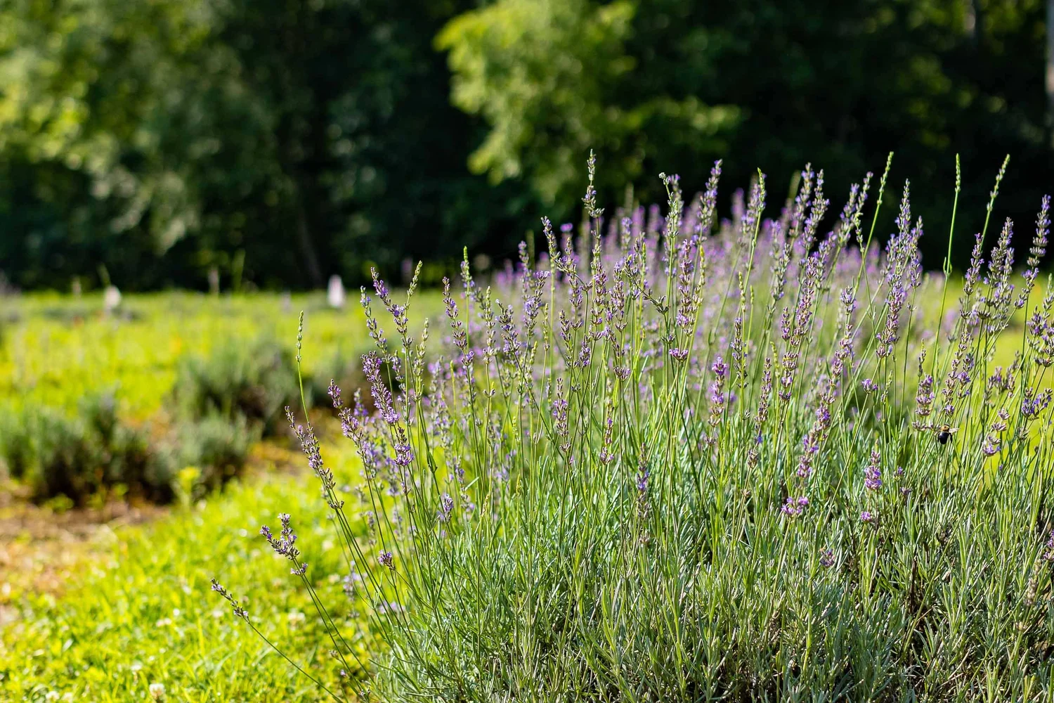 when does lavender bloom in Ohio & Virginia 1