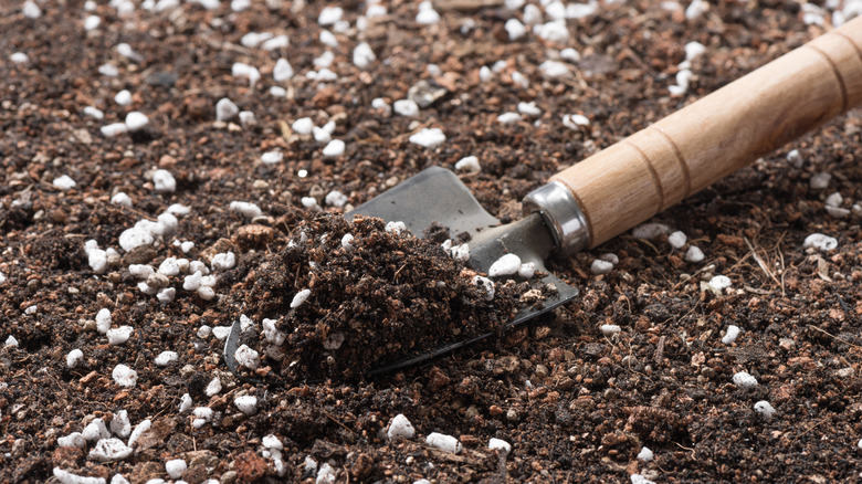 why-a-cactus-or-succulent-mix-is-best-1740500626