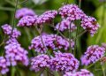 15 Most Common Types of Verbena Flowers