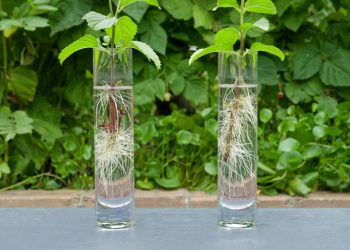 Best Rooting Hormones for Water Propagation