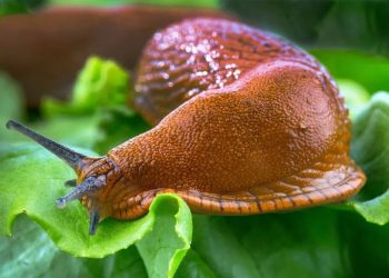 Best Slug and Snail Killer