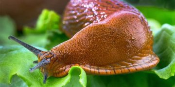 Best Slug and Snail Killer