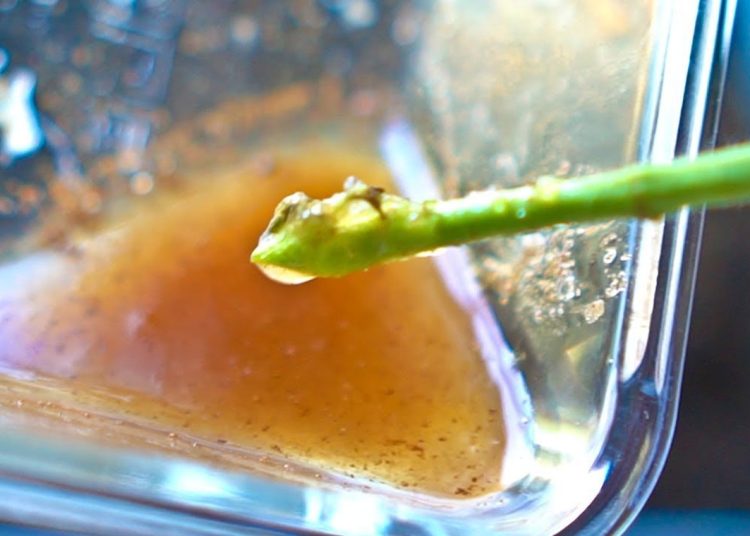 Can I use honey instead of rooting hormones1