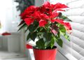 Do Poinsettias Like Sun or Shade?