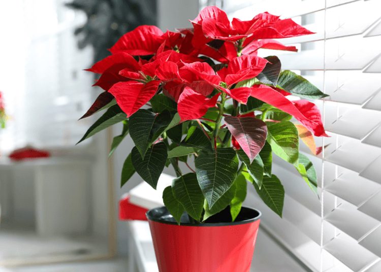 Do Poinsettias Like Sun or Shade?