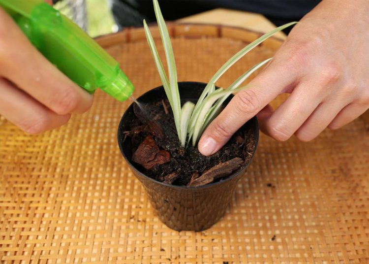 Do you water a plant after using rooting powder?