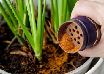 Does cinnamon work as a rooting hormone?