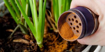 Does cinnamon work as a rooting hormone?