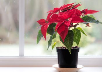 How Often Should You Water a Poinsettia?