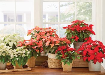 How to Care for a Poinsettia: A Comprehensive Guide