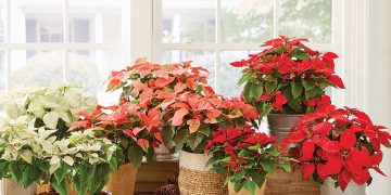 How to Care for a Poinsettia: A Comprehensive Guide