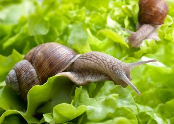 How to Get Rid of Slugs in Your Garden
