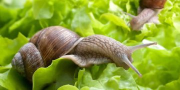 How to Get Rid of Slugs in Your Garden