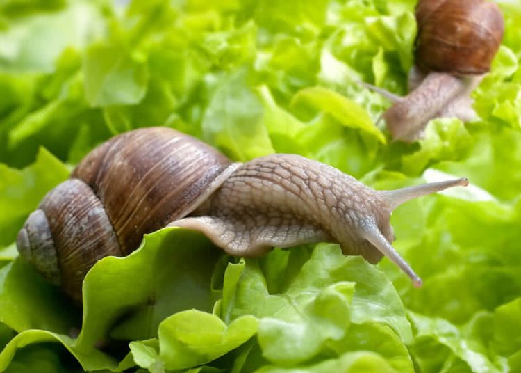 How to Get Rid of Slugs in Your Garden