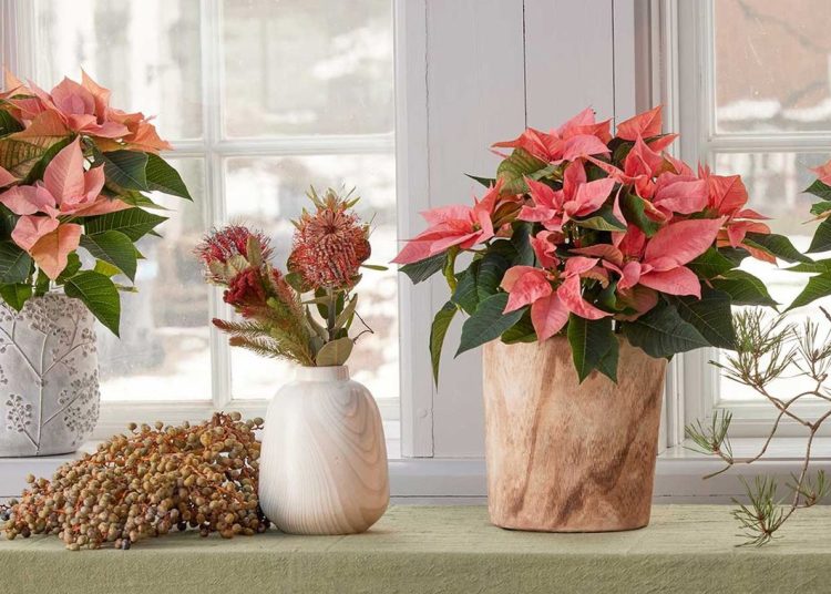 How to Keep Poinsettias Alive in the Winter