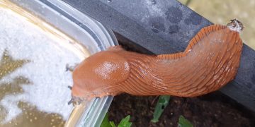 How to Make a Beer Trap for Slugs