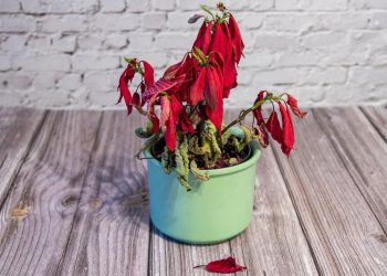 How to bring a poinsettia back to life?
