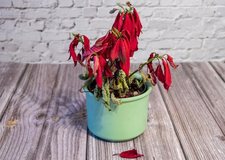 How to bring a poinsettia back to life?