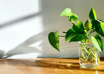 How to propagate pothos in water