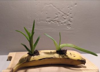 Is banana a rooting hormone?