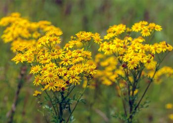 Ragwort Identification