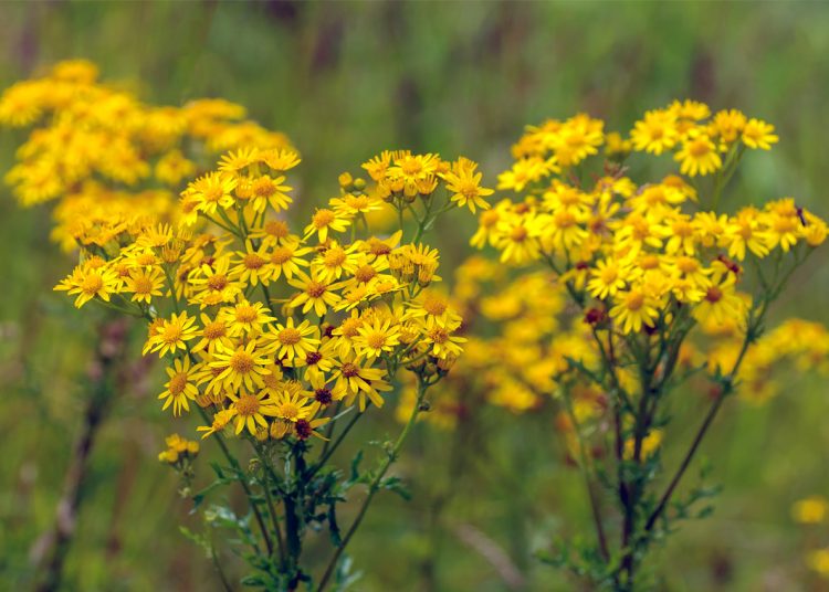 Ragwort Identification