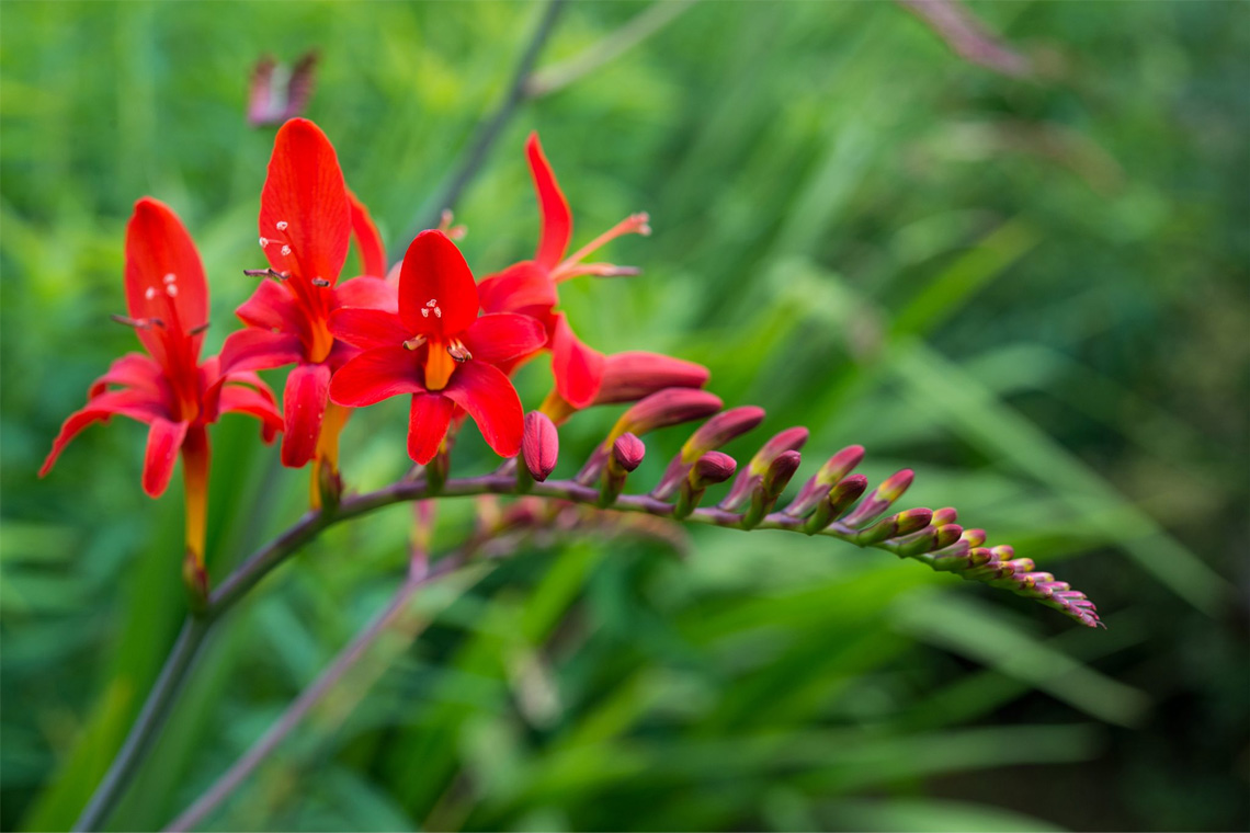Slug-Repellent Plants