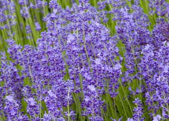 TOP 10 SLUG-REPELLENT PLANTS 2025