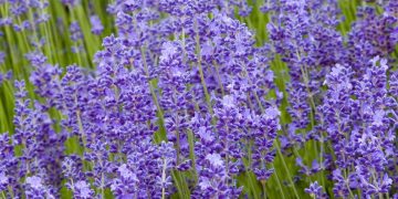 TOP 10 SLUG-REPELLENT PLANTS 2025