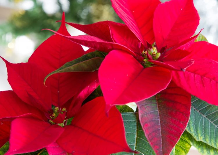 What is the lifespan of a poinsettia?