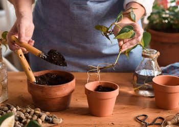 What mistakes should we avoid when taking plant cuttings?