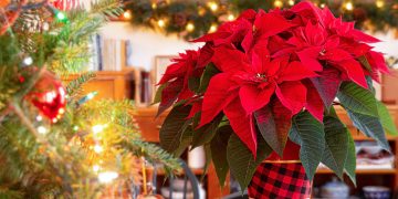 What to Do with Poinsettias After Christmas