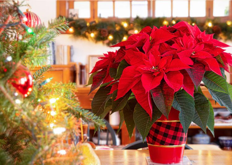 What to Do with Poinsettias After Christmas