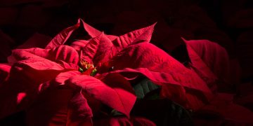 When Should I Put My Poinsettia in the Dark?