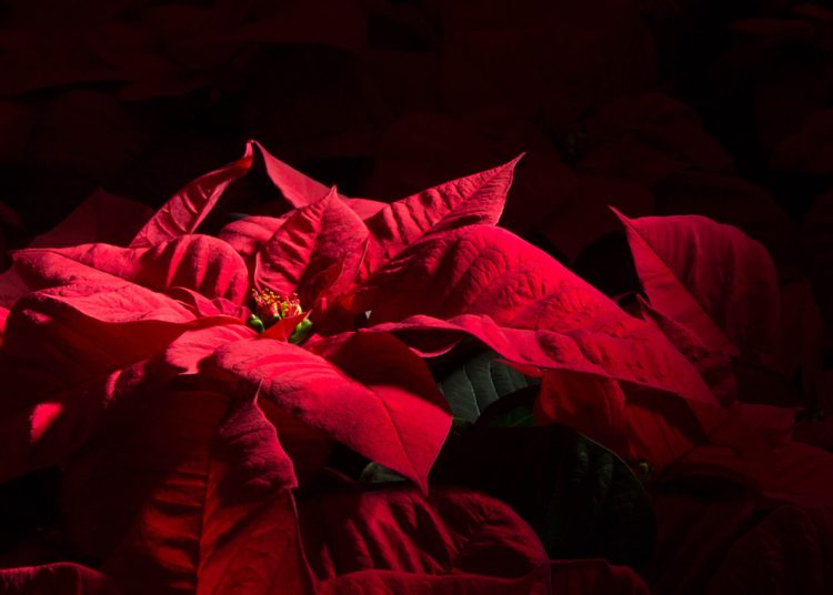 When Should I Put My Poinsettia in the Dark?